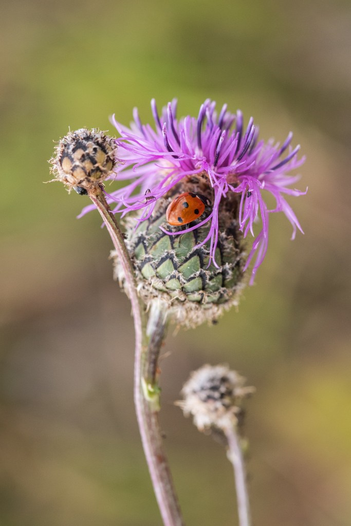 chaber driakiewnik Centaurea scabiosa