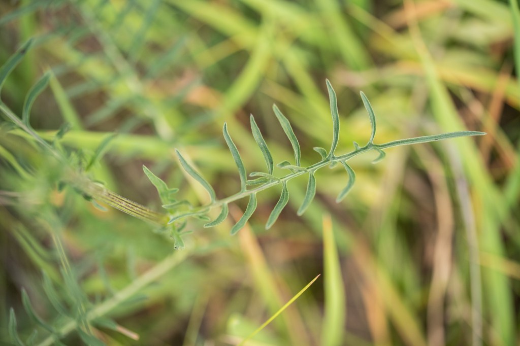 chaber driakiewnik Centaurea scabiosa - liść