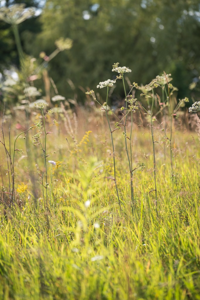 gorysz pagórkowy Peucedanum oreoselinum