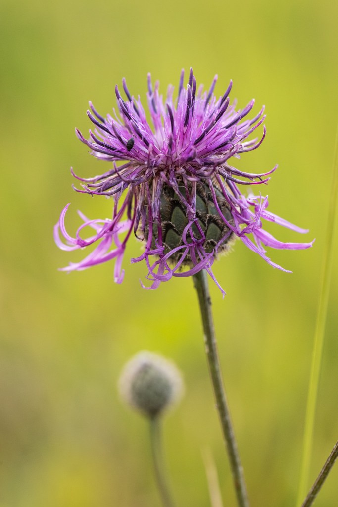 chaber driakiewnik Centaurea scabiosa