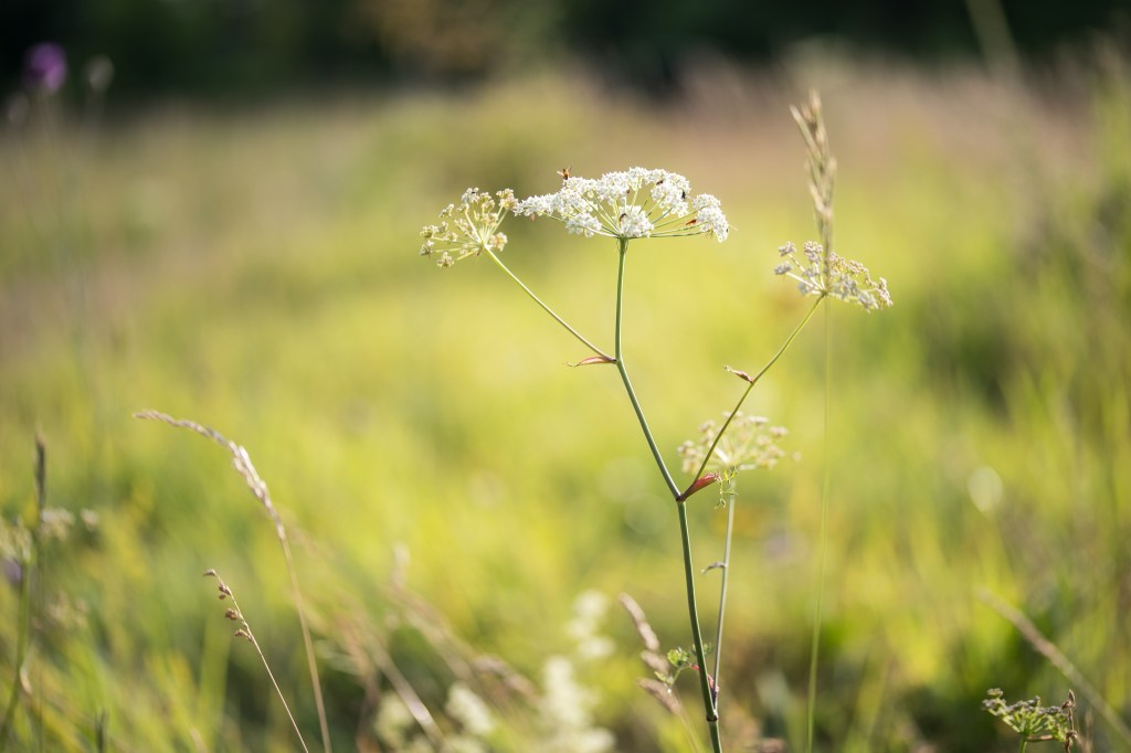 gorysz pagórkowy Peucedanum oreoselinum