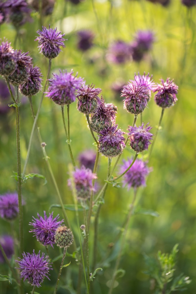 chaber driakiewnik Centaurea scabiosa
