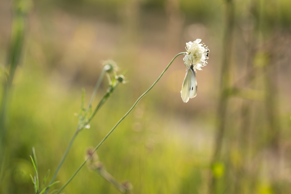 driakiew żółta Scabiosa ochroleuca