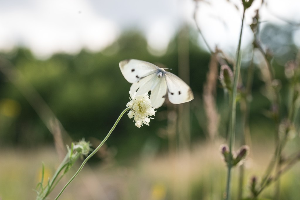 driakiew żółta Scabiosa ochroleuca