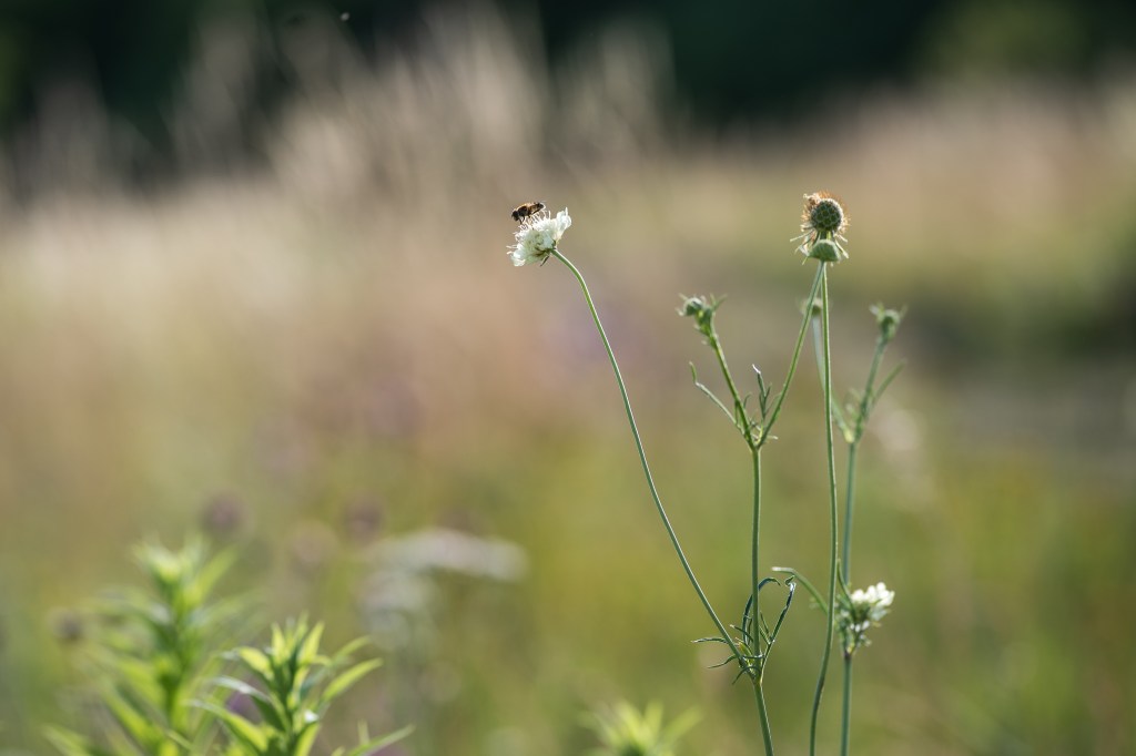 driakiew żółta Scabiosa ochroleuca