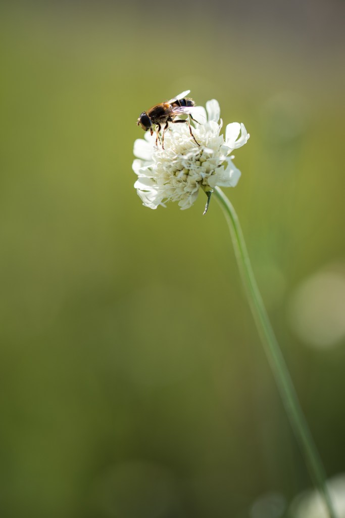 driakiew żółta Scabiosa ochroleuca