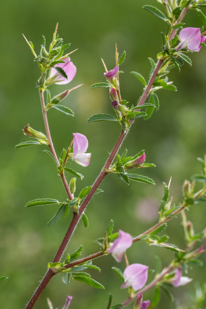 wilżyna ciernista Ononis spinosa