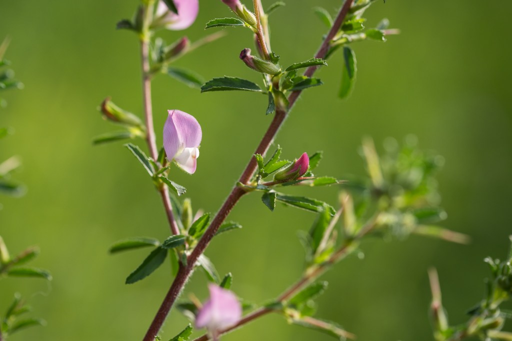 wilżyna ciernista Ononis spinosa