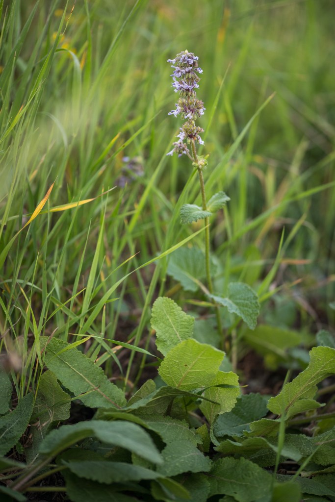 szałwia okręgowa Salvia verticillata - kwiat i liście