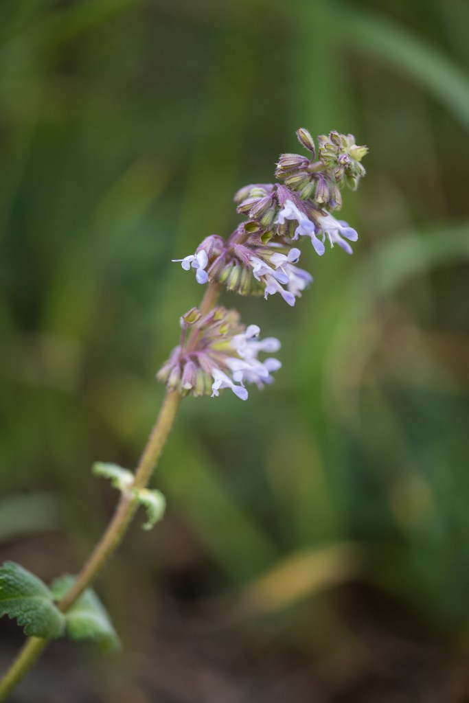 szałwia okręgowa Salvia verticillata - kwiat z bliska