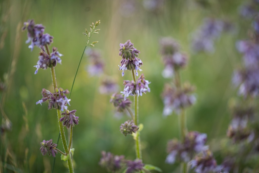 szałwia okręgowa Salvia verticillata