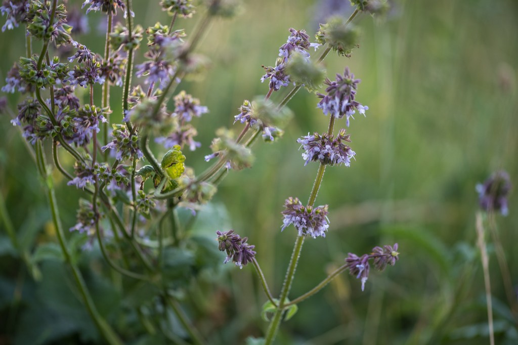 szałwia okręgowa Salvia verticillata