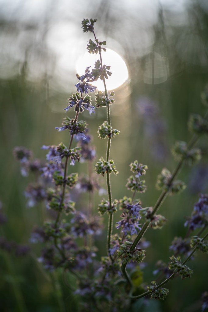 szałwia okręgowa Salvia verticillata