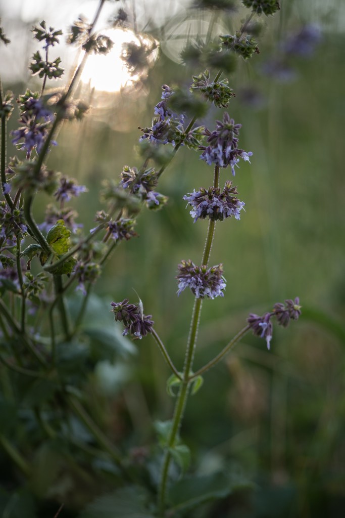 szałwia okręgowa Salvia verticillata