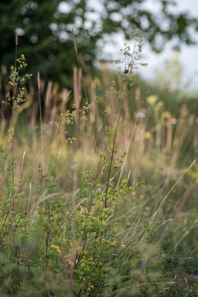 rutewka pojedyńcza Thalictrum simplex