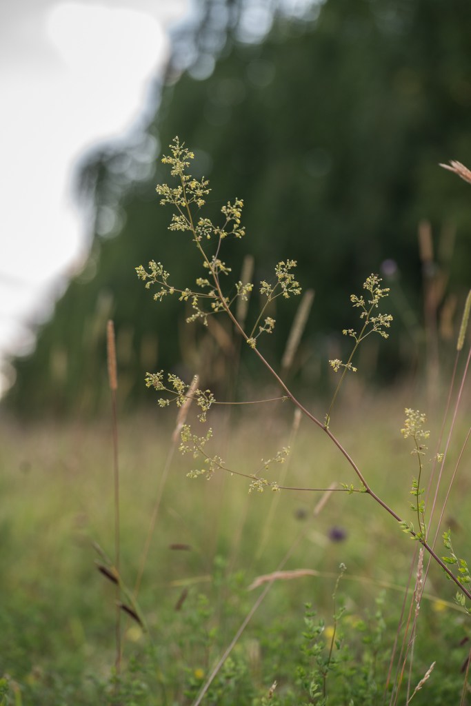 rutewka pojedyńcza Thalictrum simplex