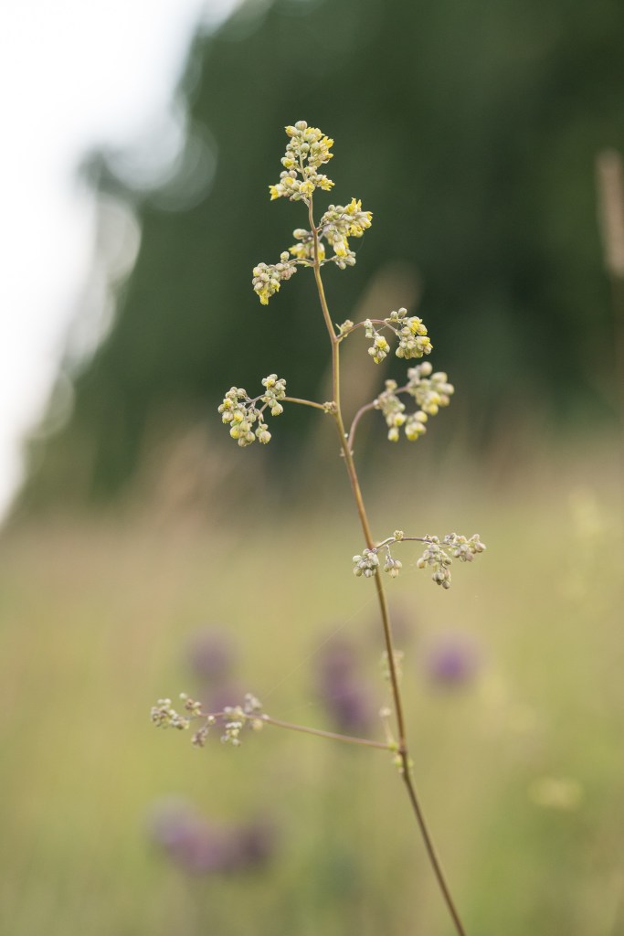 rutewka pojedyńcza Thalictrum simplex