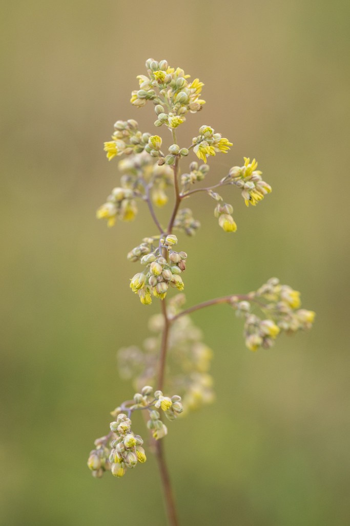 rutewka pojedyńcza Thalictrum simplex