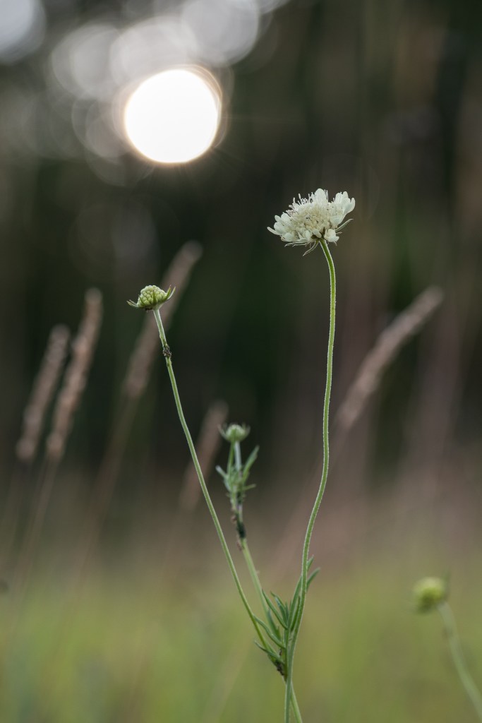 driakiew żółta Scabiosa ochroleuca