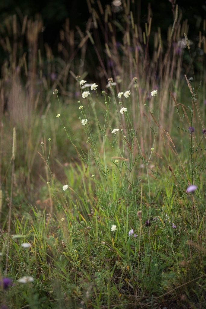 driakiew żółta Scabiosa ochroleuca