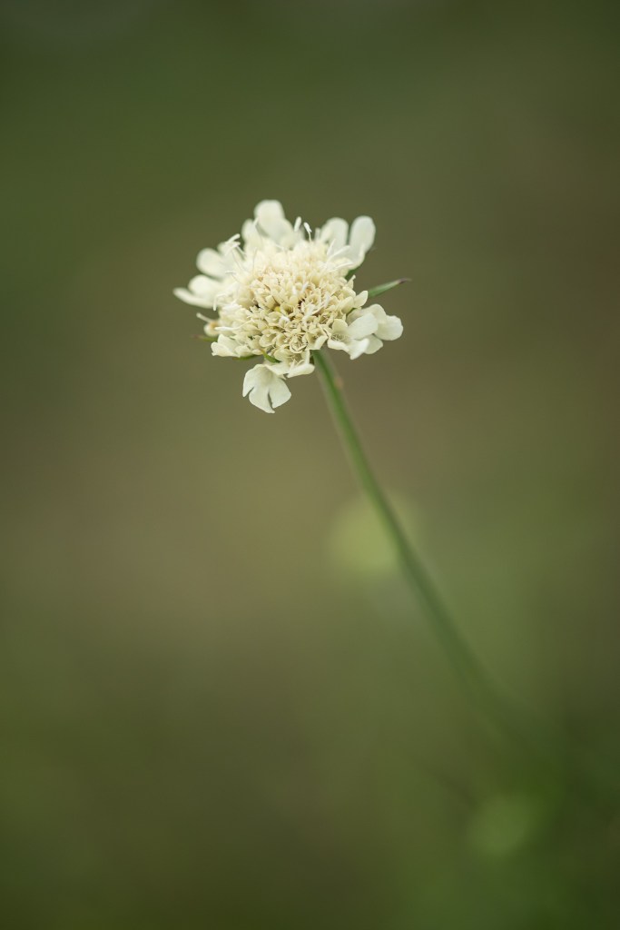 driakiew żółta Scabiosa ochroleuca - kwiat z bliska