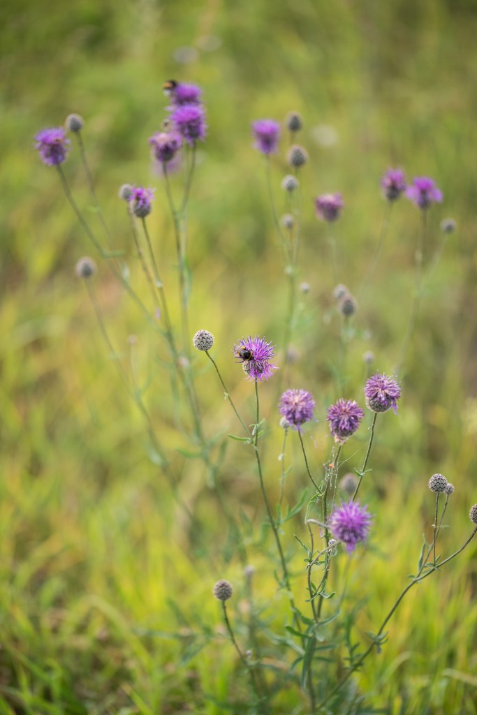 chaber driakiewnik Centaurea scabiosa